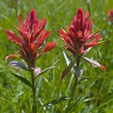 Indian Paint Brush Flower Paintbrush Flowers Wildflowers Stock Photography Indian Paint Brush Flower Paintbrush Flowers Wildflowers Stock Photography