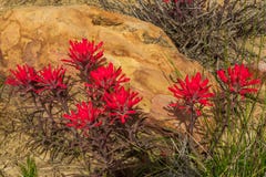 Indian Paintbrush Stock Photography Indian Paintbrush Stock Photography