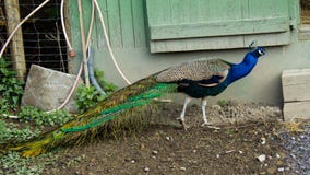 Indian peafowl, Pavo cristatus, peacock, stock photo Indian peafowl, Pavo cristatus, peacock, stock photo