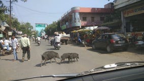 Pigs on busy Indian road