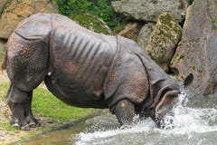 Indian Rhinoceros Royalty Free Stock Images