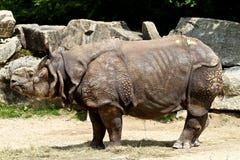 The Indian Rhinoceros, Rhinoceros unicornis aka Greater One-horned Rhinoceros stock photo The Indian Rhinoceros, Rhinoceros unicornis aka Greater One-horned Rhinoceros stock photo