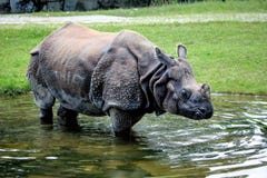 The Indian Rhinoceros, Rhinoceros unicornis aka Greater One-horned Rhinoceros stock photos The Indian Rhinoceros, Rhinoceros unicornis aka Greater One-horned Rhinoceros stock photos