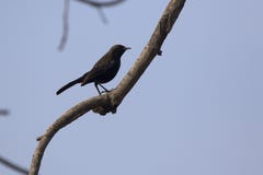 Indian robin that is sitting on top of a tree on a cloudy winter Stock Image Indian robin that is sitting on top of a tree on a cloudy winter Stock Image