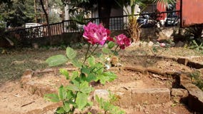 The Indian two red rose flowers are blooming on the plant.