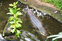 Indiano Gharial fotografia de stock Indiano Gharial fotografia de stock