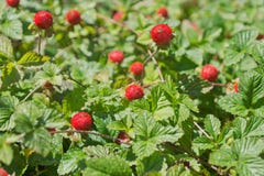 Indiase tormentil拉特 印度的委陵菜, een traditionele verouderde namen - aardbei, valse Indische aardbei假装aardbei 免版税库存照片 Indiase tormentil拉特 印度的委陵菜, een traditionele verouderde namen - aardbei, valse Indische aardbei假装aardbei 免版税库存照片