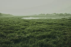 Indiańska trawa ląduje patrzeć wspaniała zdjęcie royalty free Indiańska trawa ląduje patrzeć wspaniała zdjęcie royalty free