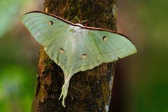 Indiański księżyc ćma lub indianina Luna ćma, Actias selene, biały motyl w natury siedlisku, siedzi na drzewnym bagażniku, Sri La obraz stock Indiański księżyc ćma lub indianina Luna ćma, Actias selene, biały motyl w natury siedlisku, siedzi na drzewnym bagażniku, Sri La obraz stock