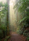 Indicatore luminoso della foresta pluviale fotografia stock libera da diritti Indicatore luminoso della foresta pluviale fotografia stock libera da diritti