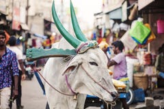 Indische Kuh, die an der öffentlichen Straße arbeitet lizenzfreies stockbild Indische Kuh, die an der öffentlichen Straße arbeitet lizenzfreies stockbild