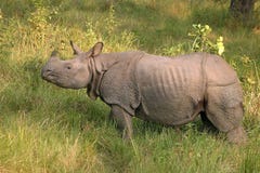 Indische rinoceros in Nepal royalty-vrije stock foto's Indische rinoceros in Nepal royalty-vrije stock foto's