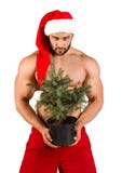 Indivíduo novo despido forte vestido como Santa Claus com a árvore de Natal em seus mão e chapéu vermelho, sobre o branco fotos de stock Indivíduo novo despido forte vestido como Santa Claus com a árvore de Natal em seus mão e chapéu vermelho, sobre o branco fotos de stock