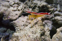 Indo-Pacific white banded cleaner shrimp Lysmata amboinensis stock photography Indo-Pacific white banded cleaner shrimp Lysmata amboinensis stock photography