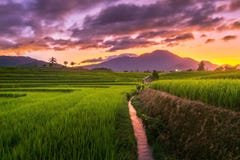 Indonesian Rice Fields Stock Photography