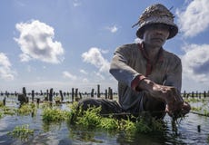 Indonesische landbouwer die in zijn overzees landbouwbedrijf voor het planten van zeewier voor het cultiveren van meer, Nusa Peni stock foto's Indonesische landbouwer die in zijn overzees landbouwbedrijf voor het planten van zeewier voor het cultiveren van meer, Nusa Peni stock foto's
