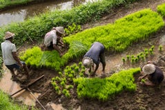 Indonezyjscy mężczyzna rolnicy pracuje na ryżu tarasują w Ubud, Bali Fotografia Royalty Free Indonezyjscy mężczyzna rolnicy pracuje na ryżu tarasują w Ubud, Bali Fotografia Royalty Free