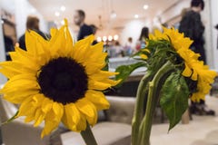 Sunflowers inside kitchen royalty free stock images Sunflowers inside kitchen royalty free stock images