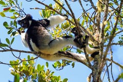 Indri z potomstwami fotografia royalty free Indri z potomstwami fotografia royalty free