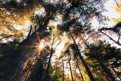 Ine mountain forest in summer season Stock Image Ine mountain forest in summer season Stock Image