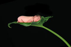 Infant Baby Girl Sleeping Royalty Free Stock Photography