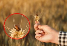 Infektion des Weizens mit Anisoplia-austriaca Käfer lizenzfreie stockbilder Infektion des Weizens mit Anisoplia-austriaca Käfer lizenzfreie stockbilder