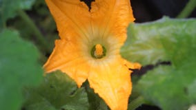 Inflorescencia anaranjada de un calabacín del jardín después de una lluvia Inflorescencia anaranjada de un calabacín del jardín después de una lluvia