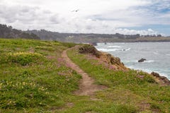Coastal footpath through wildflowers with seagull flying above, stock photo Coastal footpath through wildflowers with seagull flying above, stock photo