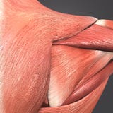Infraspinatus, Trapezius et muscle deltoïde Photographie stock Infraspinatus, Trapezius et muscle deltoïde Photographie stock