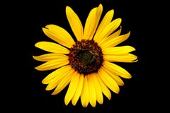 Ingiallisca il wildflower fotografie stock Ingiallisca il wildflower fotografie stock
