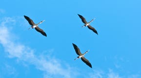 Ingiallisca le cicogne fatturate che volano nel cielo - riserva di caccia selous del parco nazionale in Tanzania immagine stock libera da diritti Ingiallisca le cicogne fatturate che volano nel cielo - riserva di caccia selous del parco nazionale in Tanzania immagine stock libera da diritti