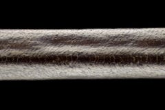 Ingrandimento estremo - capelli umani al microscopio, ingrandimento 100x fotografia stock libera da diritti Ingrandimento estremo - capelli umani al microscopio, ingrandimento 100x fotografia stock libera da diritti