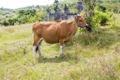 Inhemskt nötkreatur för Balinese, Nusa Penida-Bali, Indonesien Arkivfoto Inhemskt nötkreatur för Balinese, Nusa Penida-Bali, Indonesien Arkivfoto