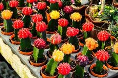 Injerto del árbol del cactus en jardín fotos de archivo libres de regalías Injerto del árbol del cactus en jardín fotos de archivo libres de regalías