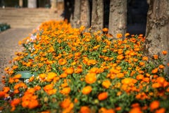 Inlagda växter och blommor på gatorna av Cordoba, Spanien arkivbilder Inlagda växter och blommor på gatorna av Cordoba, Spanien arkivbilder