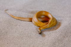 Inlands- taipan på ormshowen royaltyfri fotografi Inlands- taipan på ormshowen royaltyfri fotografi