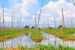 Inle sjö som svävar lantgården, Myanmar arkivbilder Inle sjö som svävar lantgården, Myanmar arkivbilder