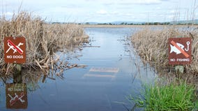 Inondé pêchant le pilier photo stock Inondé pêchant le pilier photo stock