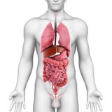 inre male organ för huvuddel stock illustrationer inre male organ för huvuddel stock illustrationer