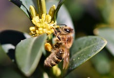 Insect, Bee, Honey Bee, Membrane Winged Insect Stock Photos Insect, Bee, Honey Bee, Membrane Winged Insect Stock Photos
