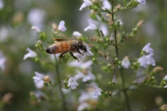 Insect, Bee, Honey Bee, Membrane Winged Insect Stock Images Insect, Bee, Honey Bee, Membrane Winged Insect Stock Images