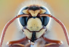 Insect Bee Wasp Wild Fly Nature Macro Hornet Stock Photo Insect Bee Wasp Wild Fly Nature Macro Hornet Stock Photo