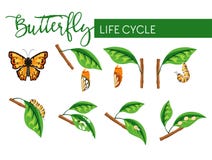 Insect butterfly life cycle larva transformation isolated stages