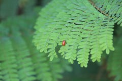 Insect die op blad voor levend worstelen royalty-vrije stock afbeelding Insect die op blad voor levend worstelen royalty-vrije stock afbeelding