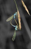 Insect, Dragonfly, Macro Photography, Invertebrate royalty free stock image Insect, Dragonfly, Macro Photography, Invertebrate royalty free stock image