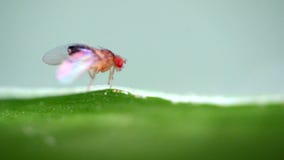 Insect fruit fly
