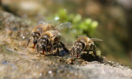 Insect, Honey Bee, Bee, Membrane Winged Insect Stock Images Insect, Honey Bee, Bee, Membrane Winged Insect Stock Images