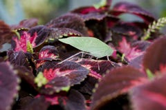 Insect On Leaves. Stock Images