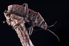 Insect op takje zwarte extreme macro dichte omhooggaand als achtergrond royalty-vrije stock foto's Insect op takje zwarte extreme macro dichte omhooggaand als achtergrond royalty-vrije stock foto's