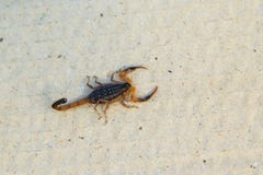 Insect poisonous Scorpion Lychas scutilus small body have color black. stock images Insect poisonous Scorpion Lychas scutilus small body have color black. stock images